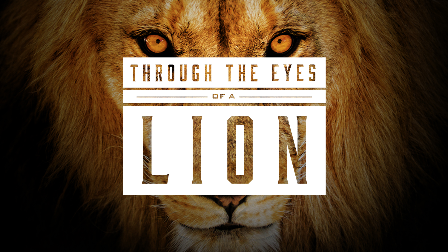 Through The Eyes of a Lion